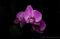 Имя файла=Phalaenopsis_hybridum_12_11-1.jpg
Размер файла=96КБ
Размеры=1000x665
Дата=Дек 13, 2011 Phalaenopsis_hybridum_12_11-1.jpg