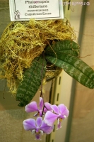 Phalaenopsis_schilleriana_1-1.jpg