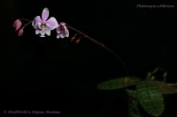 Phalaenopsis_schilleriana_12_11-1.jpg