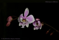 Phalaenopsis_schilleriana_12_11-2.jpg