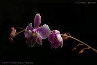 Phalaenopsis_schilleriana_12_11-3.jpg