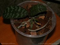 Имя файла=Phalaenopsis_schilleriana_6-1.jpg
Размер файла=108КБ
Размеры=900x675
Дата=Нояб 23, 2008 Phalaenopsis_schilleriana_6-1.jpg