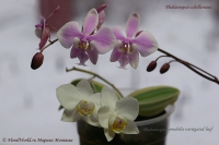 Phalaenopsis_schilleriana_and_p_amabilis_12_11-1.jpg