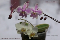 Имя файла=Phalaenopsis_schilleriana_and_p_amabilis_12_11-1.jpg
Размер файла=156КБ
Размеры=1000x666
Дата=Дек 27, 2011 Phalaenopsis_schilleriana_and_p_amabilis_12_11-1.jpg