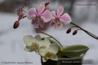 Phalaenopsis_schilleriana_and_p_amabilis_12_11-2.jpg