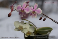 Имя файла=Phalaenopsis_schilleriana_and_p_amabilis_12_11-2.jpg
Размер файла=167КБ
Размеры=1000x665
Дата=Дек 27, 2011 Phalaenopsis_schilleriana_and_p_amabilis_12_11-2.jpg