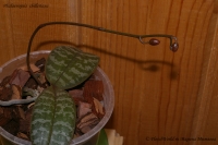 Phalaenopsis_shilleriana_09_07-1.jpg