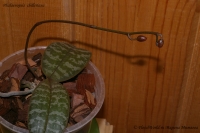 Имя файла=Phalaenopsis_shilleriana_09_07-1.jpg
Размер файла=195КБ
Размеры=1000x665
Дата=Сент 03, 2009 Phalaenopsis_shilleriana_09_07-1.jpg
