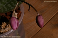 Phalaenopsis_shilleriana_09_08-2.jpg