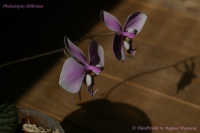 Phalaenopsis_shilleriana_09_08-8.jpg