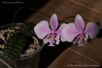 Phalaenopsis_shilleriana_09_08-9.jpg