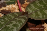 Phalaenopsis_shilleriana_10_09_1.jpg