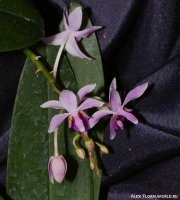 Имя файла=Phalaenopsis_sp_2-8.jpg
Размер файла=227КБ
Размеры=773x858
Дата=Март 31, 2009 Phalaenopsis_sp_2-8.jpg