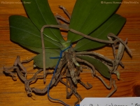 Phalaenopsis_violacea_Borneo_1-2.jpg