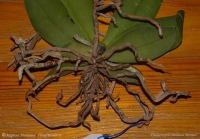 Phalaenopsis_violacea_Borneo_1-3.jpg