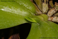 Phalaenopsis_violacea_Borneo_2-2.jpg