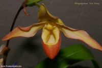 Phragmipedium_Eric_Young_2-1.jpg