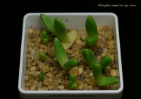 Pleiospilos_compactus_ssp_canus_12_11-1.jpg