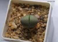 Pleiospilos_nelii_08_13-2.jpg