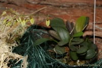Имя файла=Pleurothallis_grobyi_1-1.jpg
Размер файла=149КБ
Размеры=800x537
Дата=Март 29, 2008 Pleurothallis_grobyi_1-1.jpg