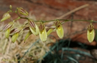 Имя файла=Pleurothallis_grobyi_1-2.jpg
Размер файла=95КБ
Размеры=730x478
Дата=Март 29, 2008 Pleurothallis_grobyi_1-2.jpg