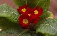 Primula_acaulis_04_10-2.jpg