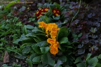 Имя файла=Primula_acaulis_9-11_1.jpg
Размер файла=285КБ
Размеры=1000x665
Дата=Сент 30, 2011 Primula_acaulis_9-11_1.jpg