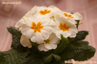 Primula_acaulis_hybrid_2_11-1.jpg