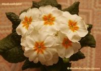 Primula_acaulis_hybrid_2_11-2.jpg