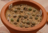 Pseudolithos_03_10-2.jpg