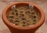 Pseudolithos_03_10-3.jpg