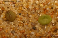 Имя файла=Pseudolithos_cubiformis_27-08-09-1.jpg
Размер файла=322КБ
Размеры=1000x665
Дата=Сент 08, 2009 Pseudolithos_cubiformis_27-08-09-1.jpg