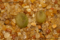 Pseudolithos_eylensis_27-08-09-1.jpg