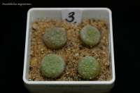 Pseudolithos_migiurtinus_12_11-1.jpg