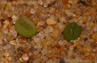 Имя файла=Pseudolithos_migiurtinus_27-08-09-1.jpg
Размер файла=305КБ
Размеры=1000x650
Дата=Сент 08, 2009 Pseudolithos_migiurtinus_27-08-09-1.jpg