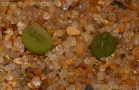 Pseudolithos_migiurtinus_27-08-09-1.jpg