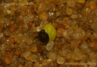 Имя файла=Pseudolithos_seed_2-2.jpg
Размер файла=241КБ
Размеры=1000x692
Дата=Сент 08, 2009 Pseudolithos_seed_2-2.jpg