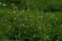 Ranunculus_2008-1.jpg