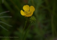 Ranunculus_2008-3-1.jpg