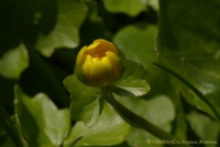 Ranunculus_ficaria_04_2008-.jpg