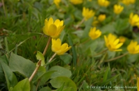 Ranunculus_ficaria_1.jpg