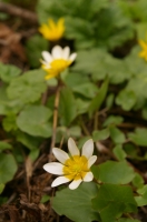 Ranunculus_ficaria_5.jpg