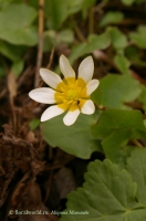 Ranunculus_ficaria_6.jpg