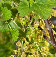 Ribes_nigrum_2.jpg