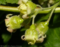 Ribes_nigrum_2008-3-1.jpg