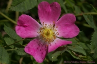 Rosa_canina_2008-1-2.jpg