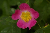 Rosa_canina_2008-1-3.jpg