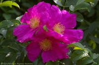 Rosa_canina_2008-6.jpg