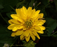 Rudbeckia_laciniata.jpg