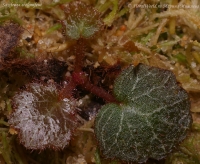 Saxifraga_stolonifera_1-1.jpg